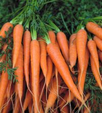 Fresh carrot bunches in open air market